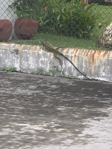 Iguana image