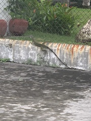 Iguana iguana image