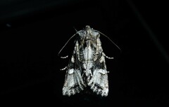 Ichneutica insignis
