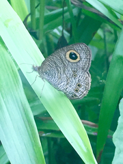 Ypthima horsfieldii humei