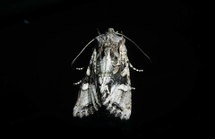 Ichneutica insignis
