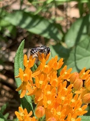 Megachile campanulae