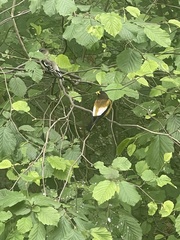 Coccothraustes vespertinus brooksi