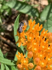 Megachile campanulae