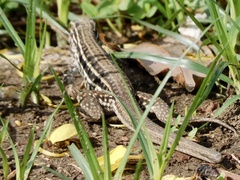 Aspidoscelis costatus