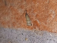 Chrysocrambus linetella