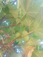 Ficus carica carica