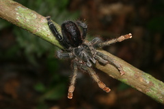 Avicularia hirschii