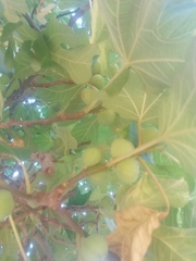 Ficus carica carica
