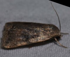 Micrathetis