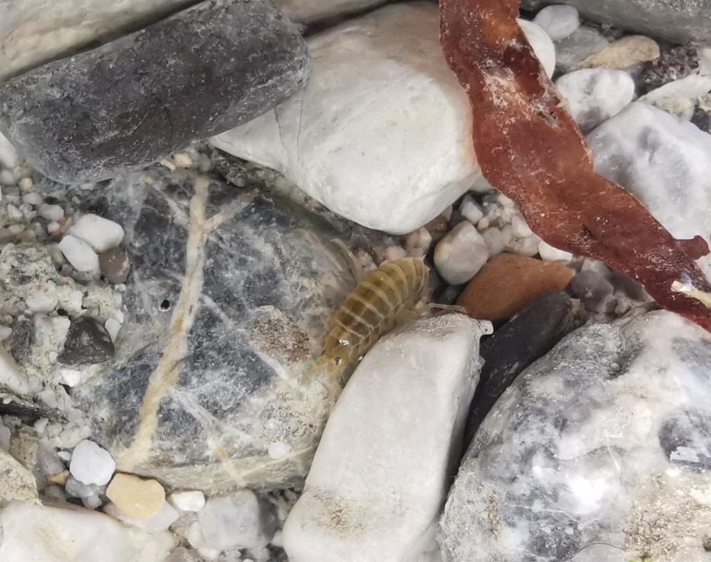 lacustrine amphipod