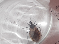 Triatoma dimidiata