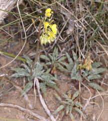Chylismia claviformis lancifolia