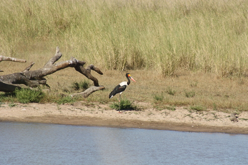 Ephippiorhynchus senegalensis