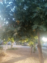 Ficus carica carica