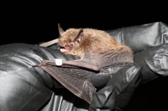 Myotis sodalis