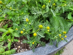 Matricaria discoidea