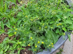 Matricaria discoidea