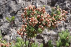 Erica sicula