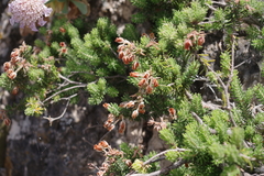 Erica sicula