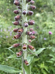 Digitalis parviflora