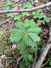 Rubus pedatus