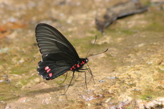 Parides sesostris