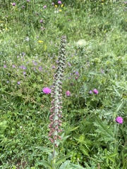 Digitalis parviflora