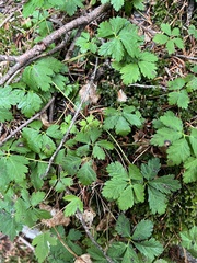 Rubus pedatus
