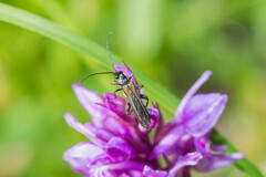 Oedemera pthysica