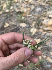 Asclepias subverticillata