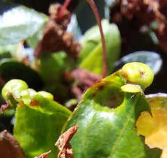 Exobasidium japonicum