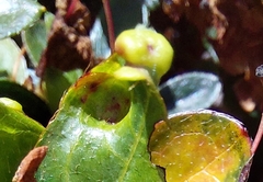 Exobasidium japonicum