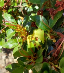 Exobasidium japonicum