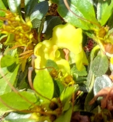 Exobasidium japonicum