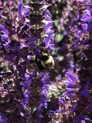 Bombus griseocollis