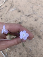 Ipomopsis longiflora