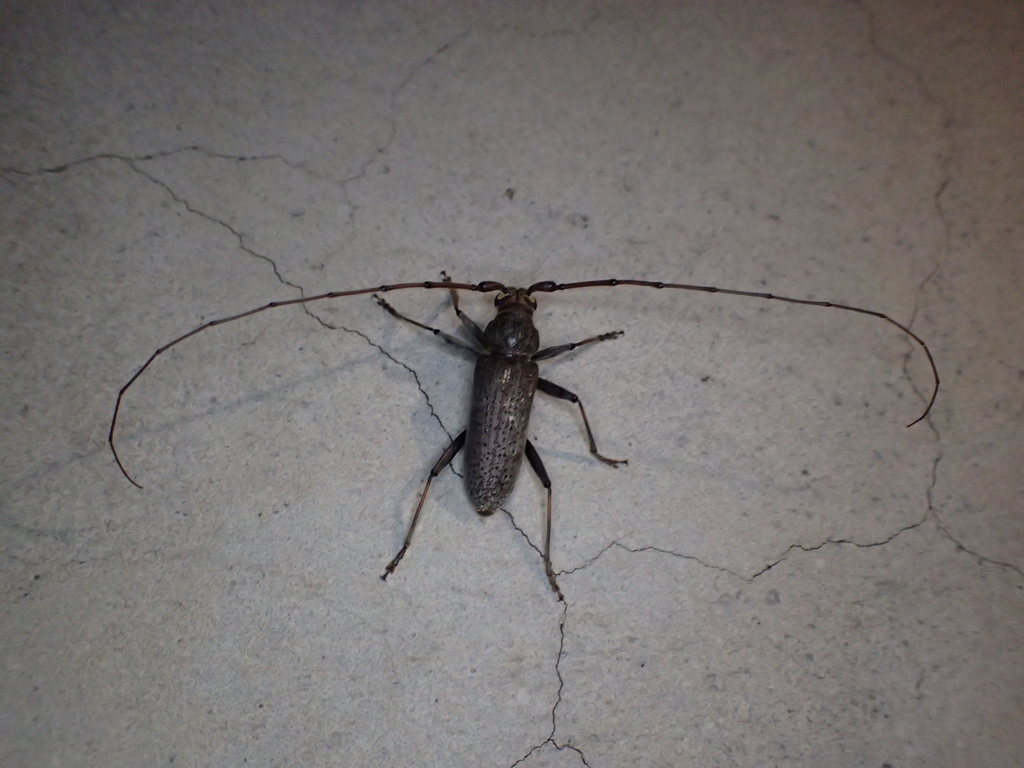 Long-horned beetle