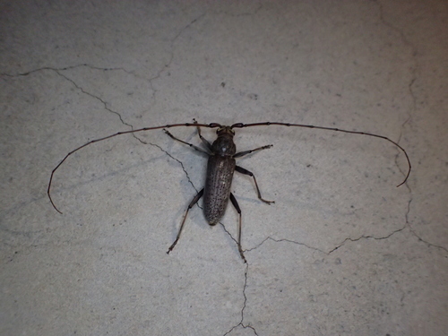 Long-horned beetle