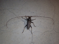 Stromatium longicorne