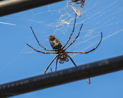 Nephila vitiana