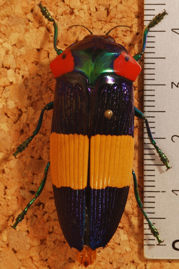 Calodema