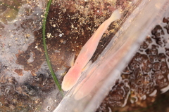 Typhlogobius californiensis