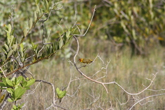 Setophaga petechia bryanti
