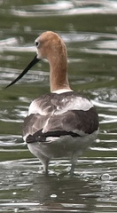 Recurvirostra americana
