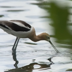Recurvirostra americana