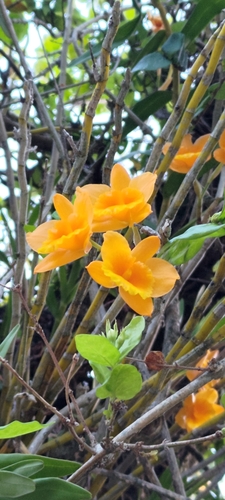Dendrobium chryseum Rolfe