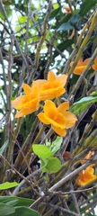 Dendrobium chryseum