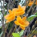 Dendrobium chryseum - Photo (c) 歐陽秀華, some rights reserved (CC BY-NC), uploaded by 歐陽秀華