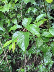 Schisandra sphenanthera